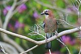 Eurasian Jay